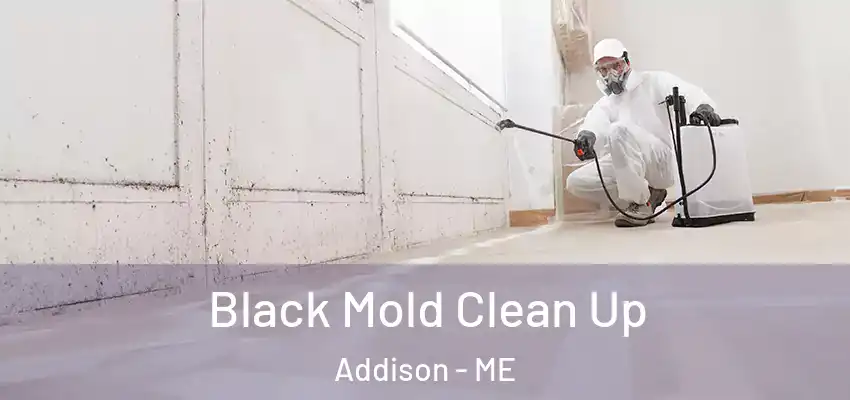  Black Mold Clean Up Addison - ME