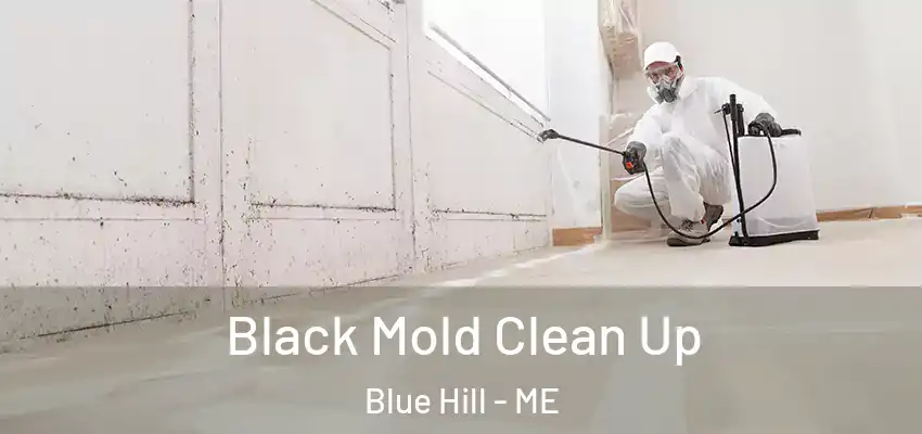  Black Mold Clean Up Blue Hill - ME