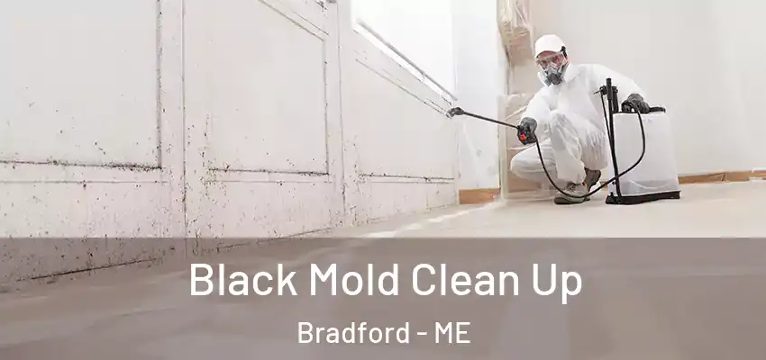  Black Mold Clean Up Bradford - ME