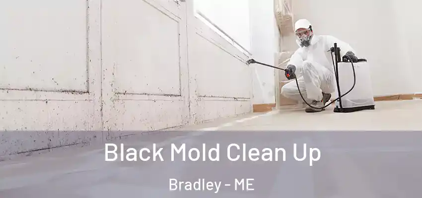  Black Mold Clean Up Bradley - ME