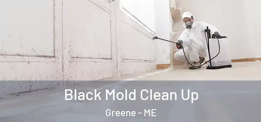  Black Mold Clean Up Greene - ME