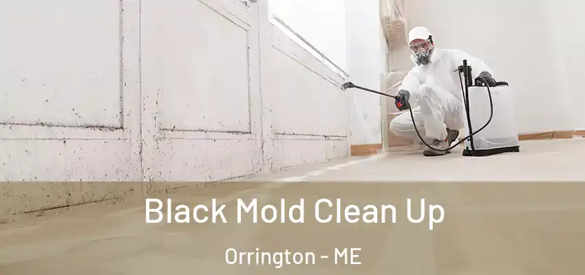  Black Mold Clean Up Orrington - ME
