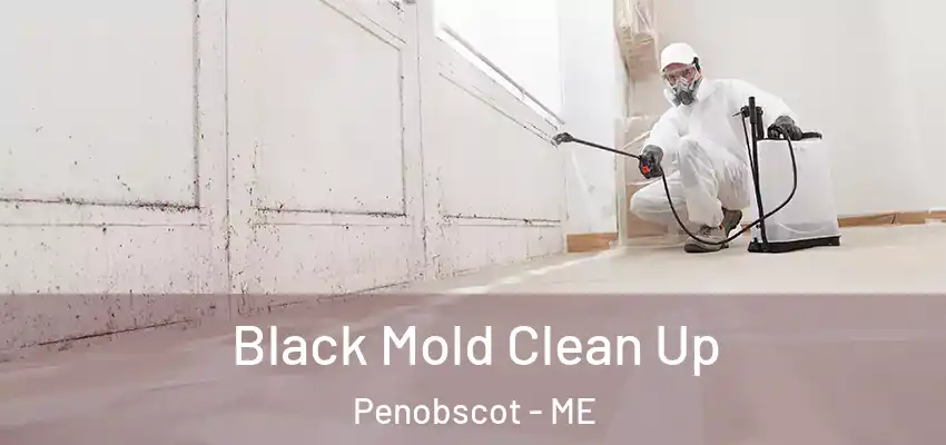  Black Mold Clean Up Penobscot - ME