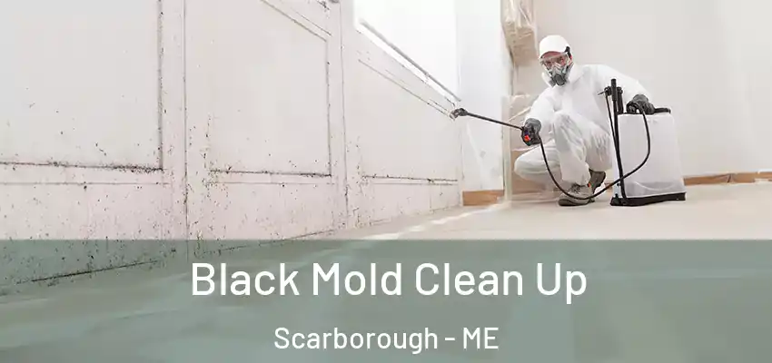  Black Mold Clean Up Scarborough - ME
