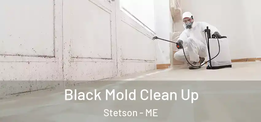  Black Mold Clean Up Stetson - ME