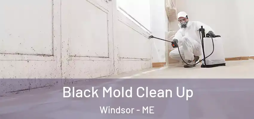  Black Mold Clean Up Windsor - ME