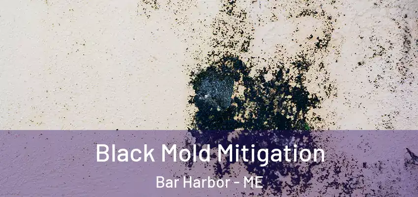  Black Mold Mitigation Bar Harbor - ME