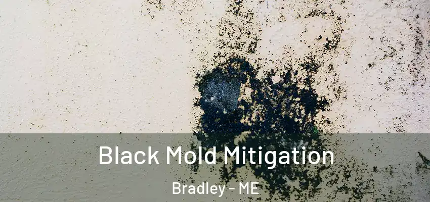  Black Mold Mitigation Bradley - ME