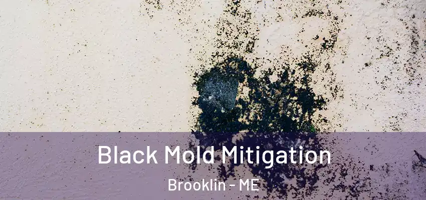  Black Mold Mitigation Brooklin - ME