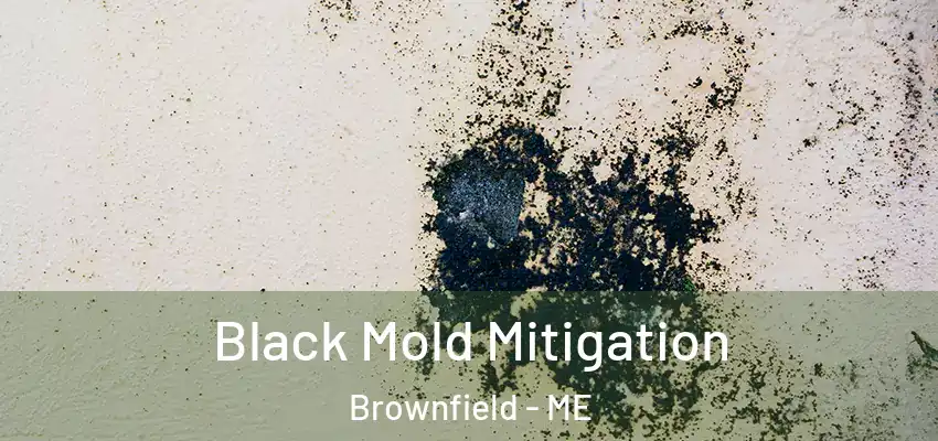  Black Mold Mitigation Brownfield - ME
