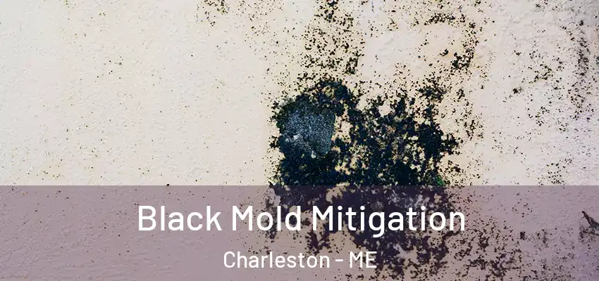 Black Mold Mitigation Charleston - ME