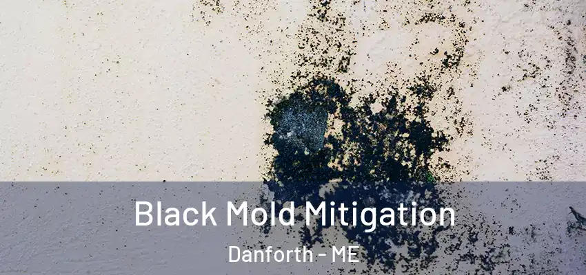  Black Mold Mitigation Danforth - ME
