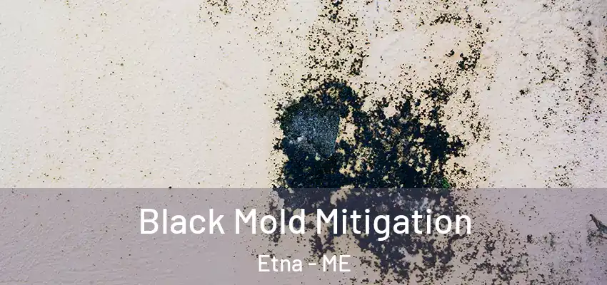  Black Mold Mitigation Etna - ME