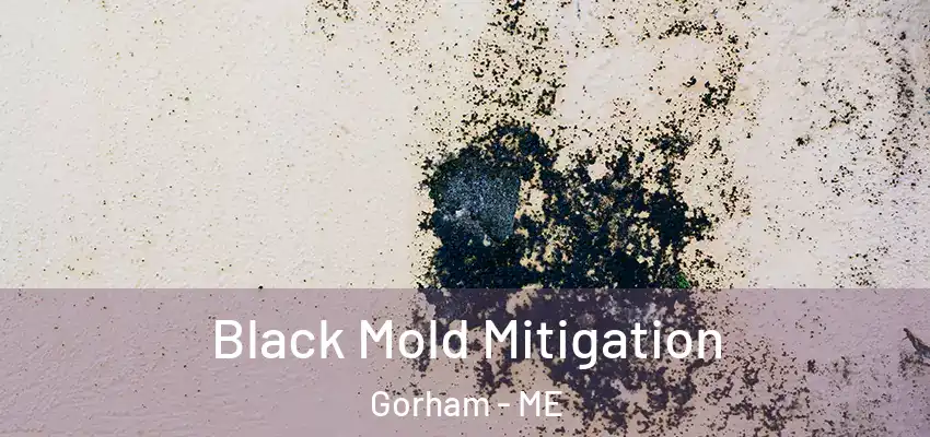 Black Mold Mitigation Gorham - ME