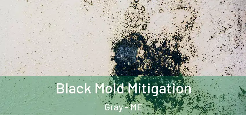  Black Mold Mitigation Gray - ME