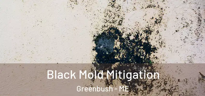  Black Mold Mitigation Greenbush - ME