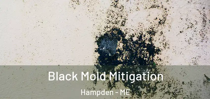  Black Mold Mitigation Hampden - ME
