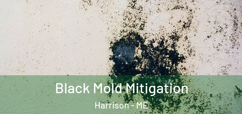  Black Mold Mitigation Harrison - ME