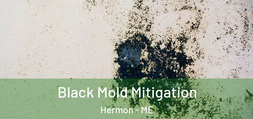  Black Mold Mitigation Hermon - ME
