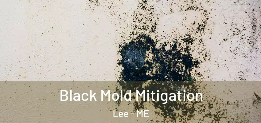  Black Mold Mitigation Lee - ME