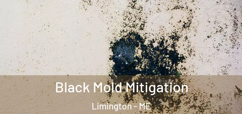  Black Mold Mitigation Limington - ME