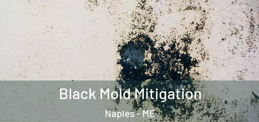  Black Mold Mitigation Naples - ME