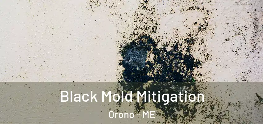  Black Mold Mitigation Orono - ME