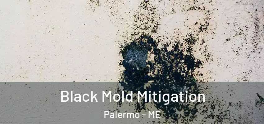  Black Mold Mitigation Palermo - ME