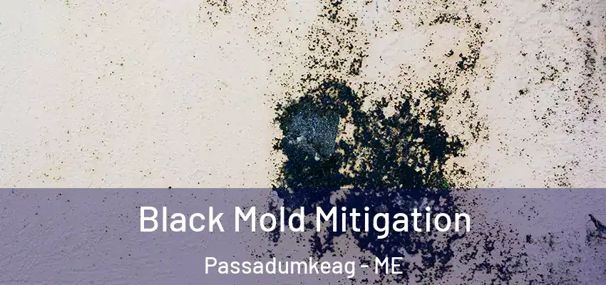  Black Mold Mitigation Passadumkeag - ME