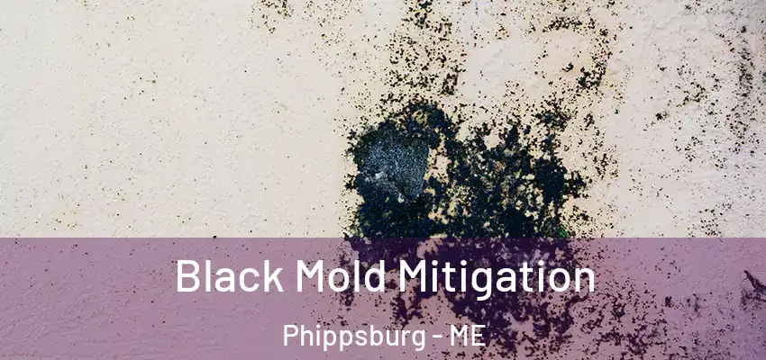  Black Mold Mitigation Phippsburg - ME