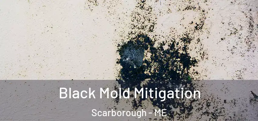  Black Mold Mitigation Scarborough - ME