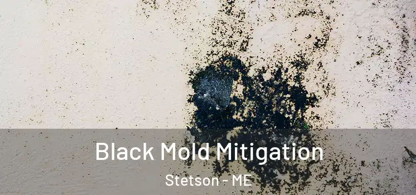  Black Mold Mitigation Stetson - ME
