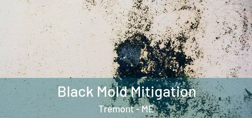  Black Mold Mitigation Tremont - ME