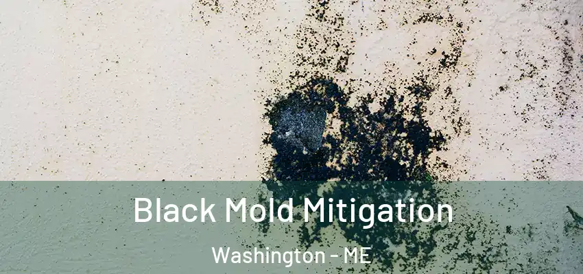  Black Mold Mitigation Washington - ME