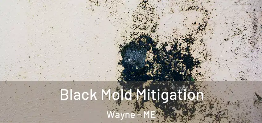  Black Mold Mitigation Wayne - ME