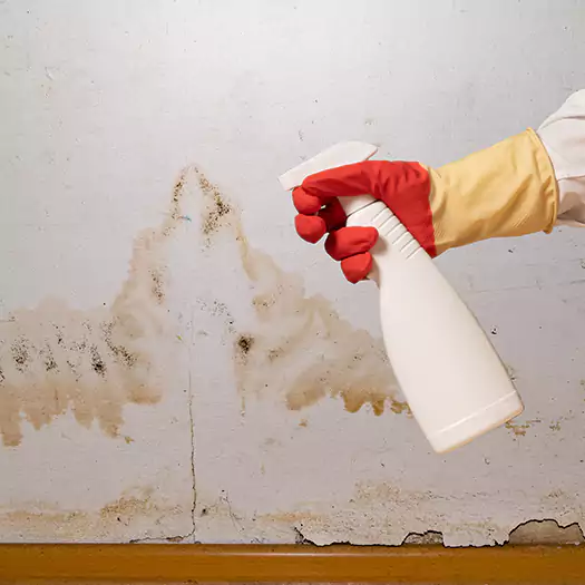 Trusted Black Mold Mitigation Specialists in Freeport, ME