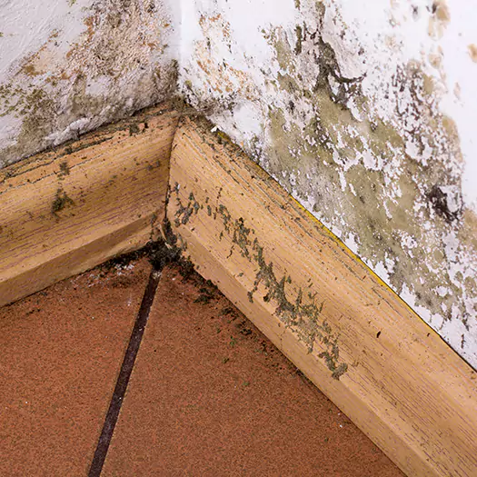 Trusted Cleaning Mold Off Wood Specialists in Freeport, ME