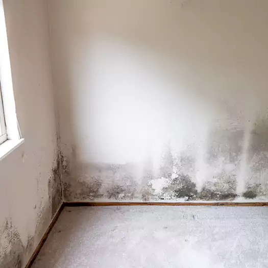 Trusted Mold Cleanup Specialists in Freeport, ME