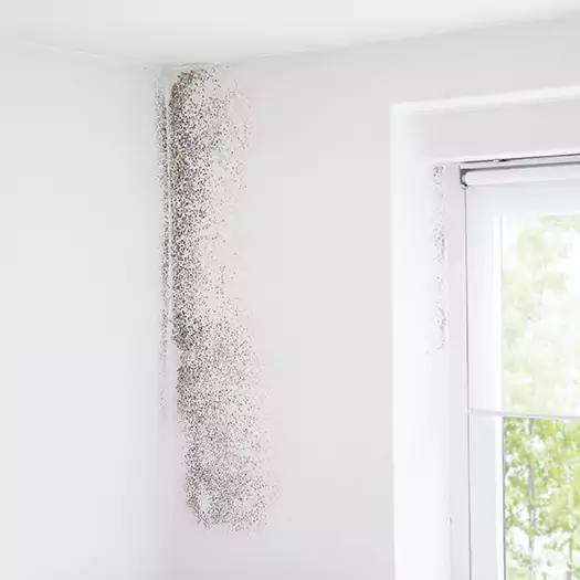 Trusted Mold Eradication Professionals Serving in Freeport, ME