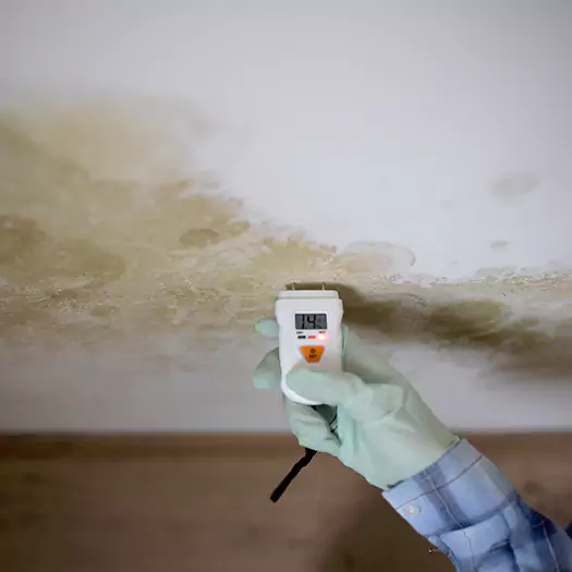 Reliable Mold Inspection Experts in Freeport, ME