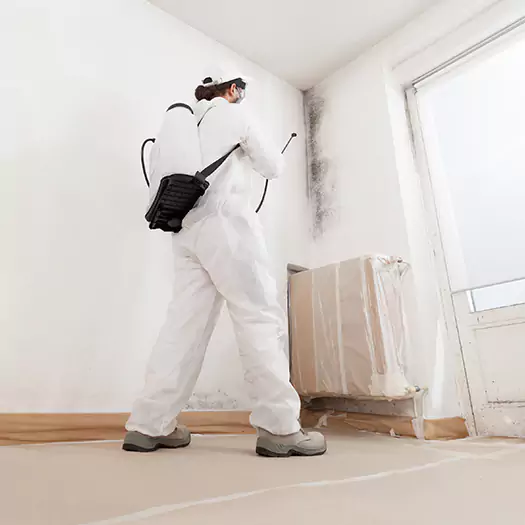 Experienced Mold & Mildew Specialists in Freeport, ME