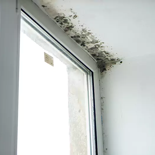 Trusted Mold on Bathroom Ceiling Experts in Freeport, ME