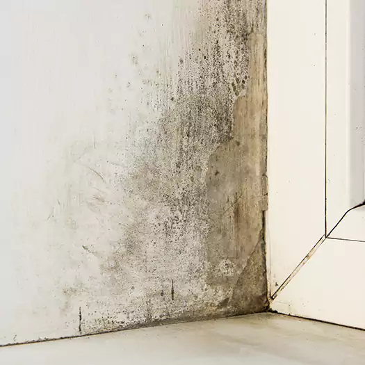 Skilled Mold on Drywall Experts in Freeport, ME