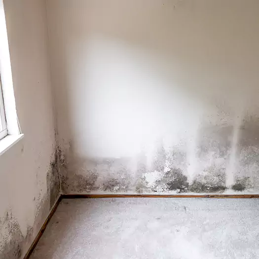 Trusted Mold on the Wall Experts in Freeport, ME