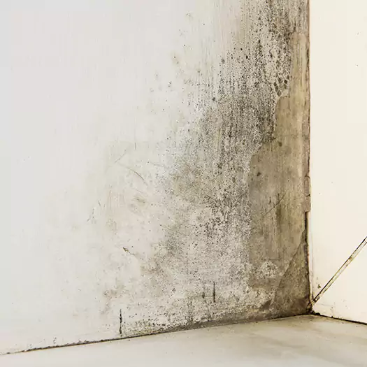 #1 Mold Remediation and Removal Experts in Freeport, ME
