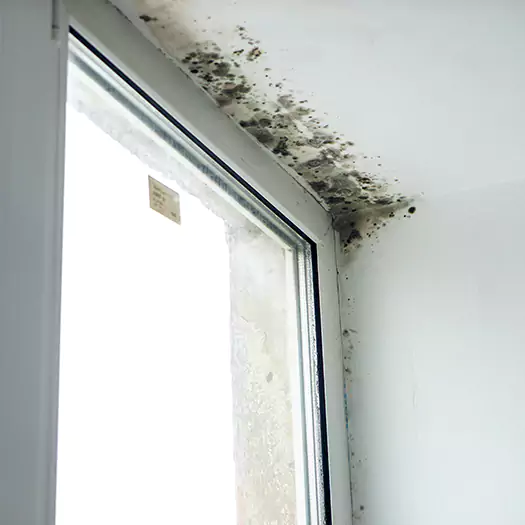 Reliable Mold Treatment Specialists in Freeport, ME