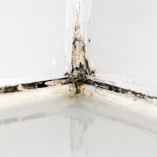 Trusted Shower Mold Removal Experts in Freeport, ME