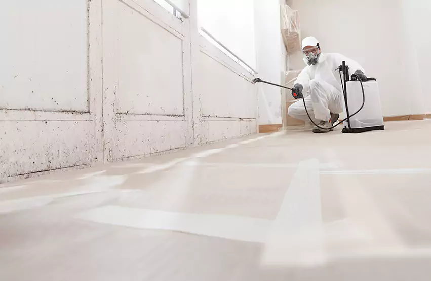 Professional Mold Remediation & Restoration Experts in Alna, ME