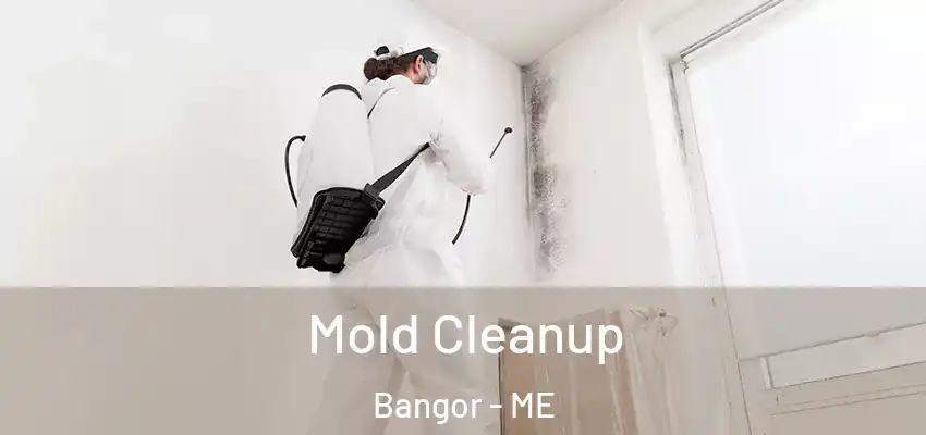  Mold Cleanup Bangor - ME