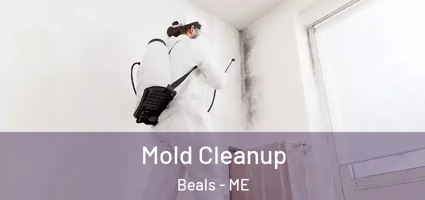  Mold Cleanup Beals - ME